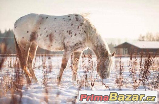 5letá hodná Appaloosa klisna s PP v ČR i Americe – fotografie 3