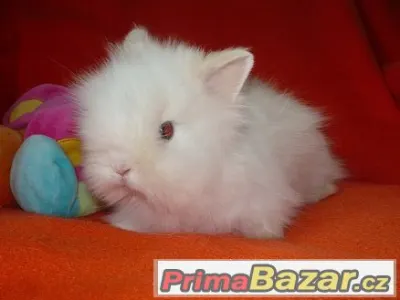 ♥Zakrslý králíček Teddy-rezervace do 23.6.♥