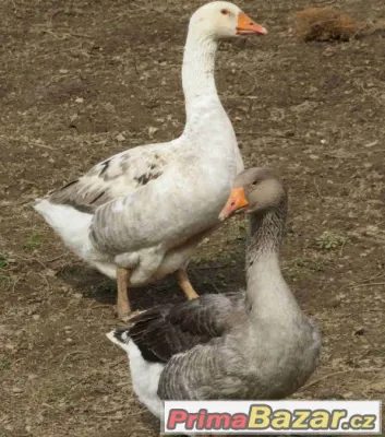 Kříženky husy české a landenské