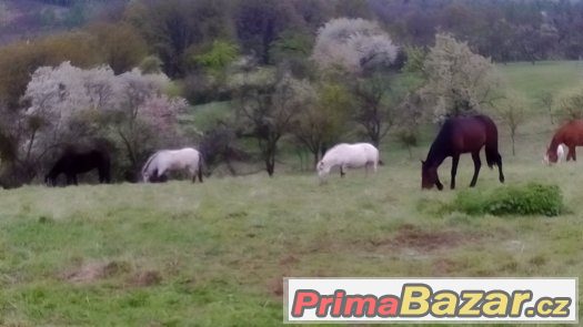 Pastevní ustájení – fotografie 2