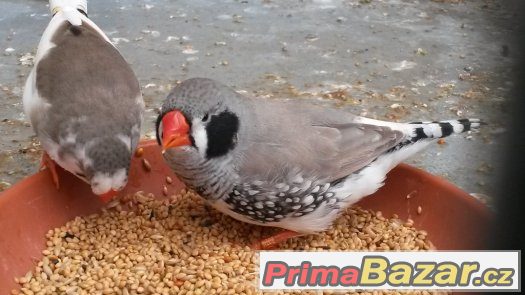KRÁSNÉ ZEBŘICKY 2,2 černolící po výstavním otci – fotografie 5