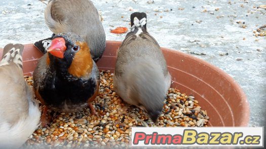 KRÁSNÁ ZEBŘICKA 1,0 po výborném otci – fotografie 4