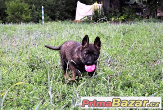 Německý ovčák s PP – fotografie 4