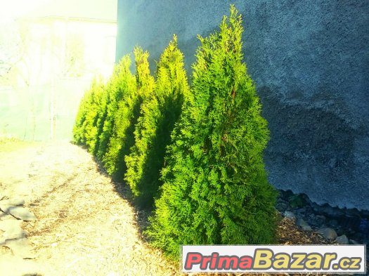 Thuje SMARAGD 35-45cm CELÁ ČR AKCE – fotografie 1