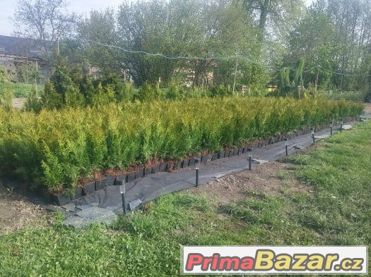 Thuje SMARAGD 35~45cm CELÁ ČR      Akce – fotografie 2