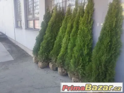 Thuje SMARAGD 35~45cm CELÁ ČR Akce