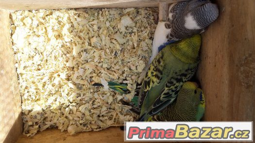 KRÁSNÉ MLADÉ ANDULKY na ochočení nebo do chovu – fotografie 2