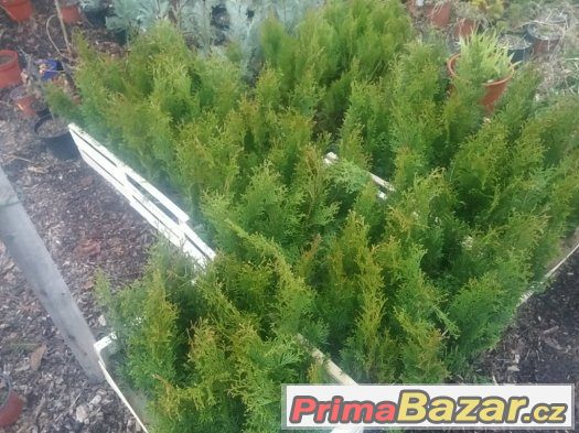 Thuje SMARAGD 35~45cm CELÁ ČR – fotografie 4