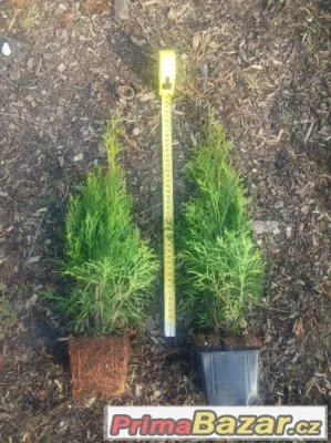 Thuje SMARAGD 35~45cm CELÁ ČR
