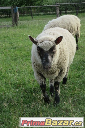 beránek na prodej – fotografie 1