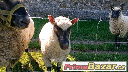 Princ - beránek plemene Clun Forest – fotografie 1