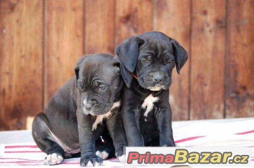 Cane corso s PP, modré a černé – fotografie 1