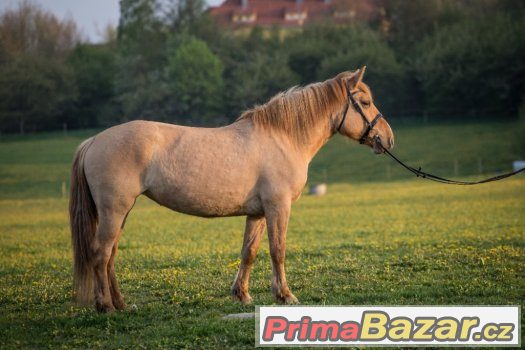 6-ti letá pony klisna do sportu, na rekreaci – fotografie 1
