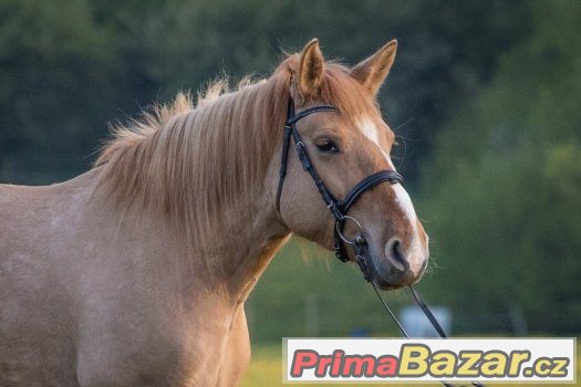 6-ti letá pony klisna do sportu, na rekreaci – fotografie 2