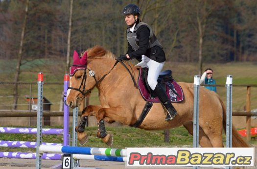 6-ti letá pony klisna do sportu, na rekreaci – fotografie 3