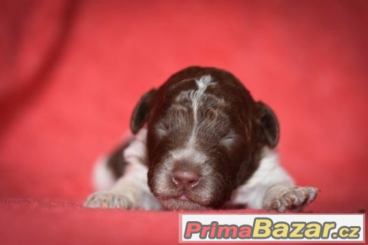 Lagotto Romagnolo s PP – štěňata – fotografie 3