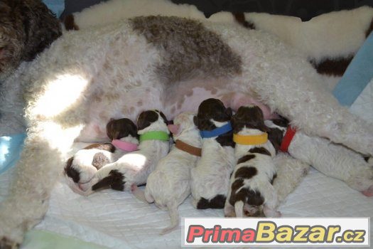 Štěňata LAGOTTO ROMAGNOLO - italský vodní pes – fotografie 2