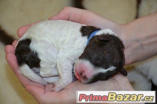 Štěňata LAGOTTO ROMAGNOLO - italský vodní pes – fotografie 4