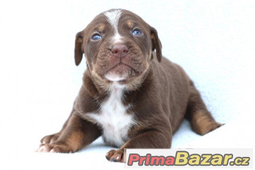 Louisianský leopardí pes - štěňata s PP Louisiana Catahoula – fotografie 3