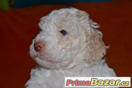 Prodám pejska lagotto romagnolo - italský vodní pes – fotografie 2