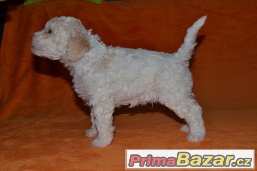 Prodám pejska lagotto romagnolo - italský vodní pes – fotografie 3