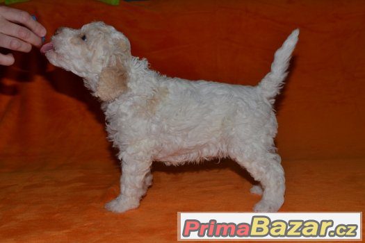 Prodám pejska lagotto romagnolo - italský vodní pes – fotografie 4