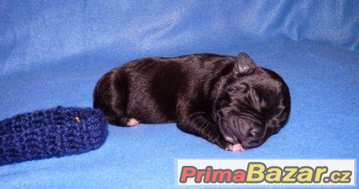 Stafordšírský bulteriér s PP – fotografie 2