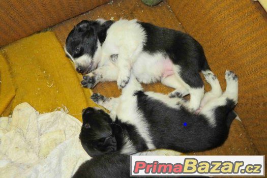 Pejsek border kolie – fotografie 4