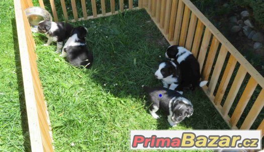 Pejsek border kolie – fotografie 5