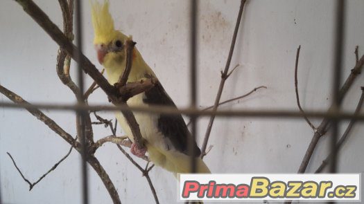 KRÁSNOU KORELU STRAKU na dokrmení nebo později chov – fotografie 2