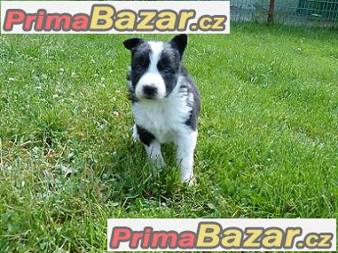 Border kolie s průkazem původu - Nabídka – fotografie 2