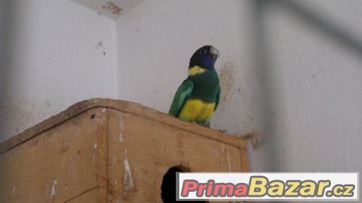 BARNARD LÍMCOVÝ JIŽNÍ chovný pár 2012/2013 – fotografie 2