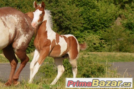 Allround hřebeček  ,tobiano nar .5/2017 – fotografie 2