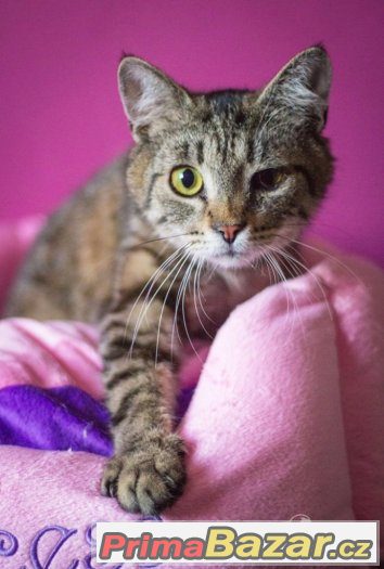 kote, kocourek, mazlivy, hleda domov – fotografie 1