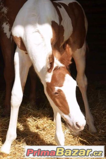 all round Paint Horse colt 2017 – fotografie 1