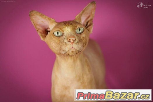 ♥ Horus hledá nejbáječnější domov ♥ – fotografie 1