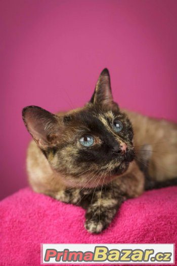x Siamka Siamská kočka mazlivá adopce hledá domov – fotografie 1