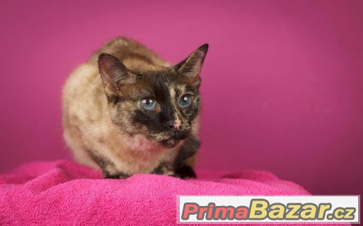 x Siamka Siamská kočka mazlivá adopce hledá domov – fotografie 2