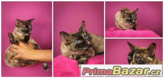 x Siamka Siamská kočka mazlivá adopce hledá domov – fotografie 4