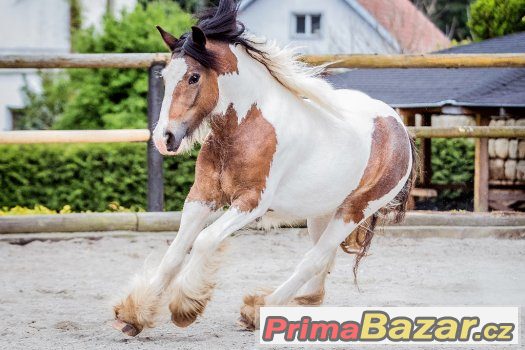 Prodám klisnu - irský cob – fotografie 1