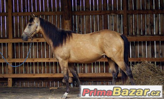 Paint horse klisna – fotografie 2
