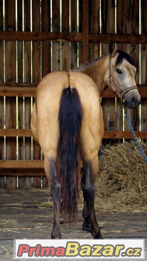 Paint horse klisna – fotografie 4
