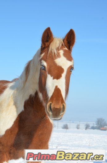 Allround klisna  paint horse tobiano 5/2016 – fotografie 1