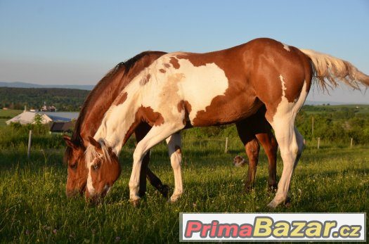 Allround klisna  paint horse tobiano 5/2016 – fotografie 2