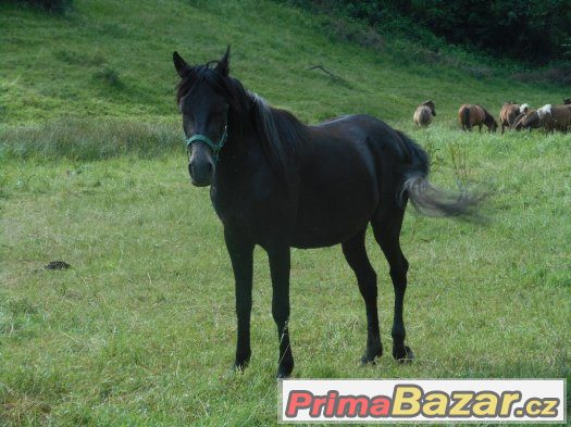 klisna paso fino - arab – fotografie 2