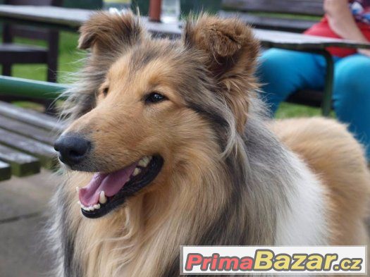 Dlouhosrstá kólie fenka adopce dokonalá hledá domov – fotografie 2