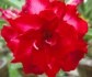 Adenium Mon north - semena