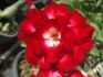 Adenium Aeksiam - semena
