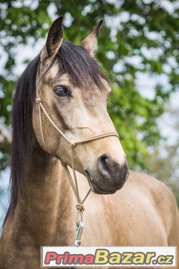Nabízím focení koní, psů a jiných zvířat – fotografie 3
