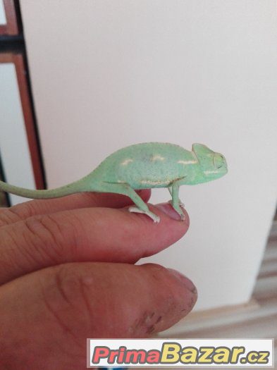CHameleon Jemenský – fotografie 1